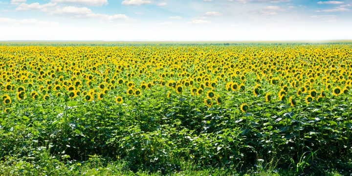 Cât de fericiţi sunt românii (și cum stă România în comparație cu alte ţari la nivelul de fericire)